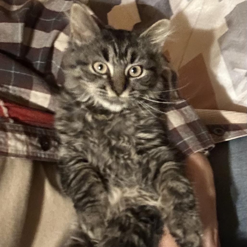 Enlarge Mocha, a Adoptable Domestic Short Hair in Mocksville, NC image 2/6