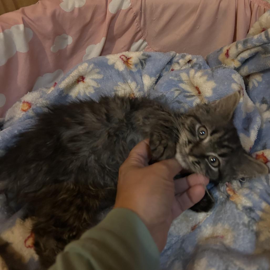 Enlarge Mocha, a Adoptable Domestic Short Hair in Mocksville, NC image 4/6