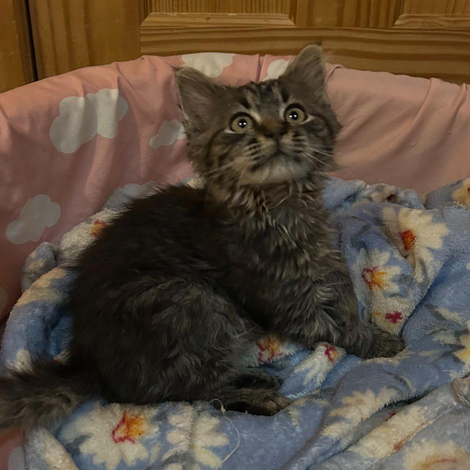 Enlarge Mocha, a Adoptable Domestic Short Hair in Mocksville, NC image 5/6