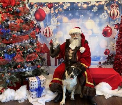 Oreo, a Adoptable mixed breed in Lewisville, TX image 1/3