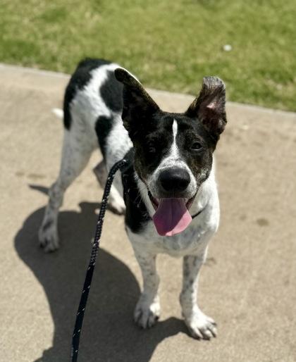 Oreo, a Adoptable mixed breed in Lewisville, TX image 2/3