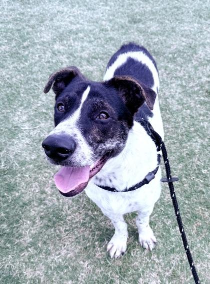 Enlarge Oreo, a Adoptable mixed breed in Lewisville, TX image 3/3