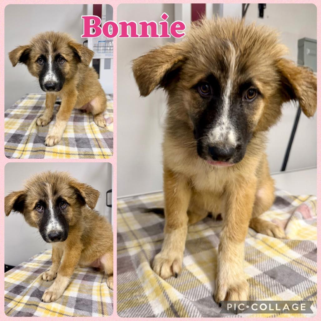 Enlarge Bonnie, a Adoptable mixed breed in Opelika, AL image 1/1