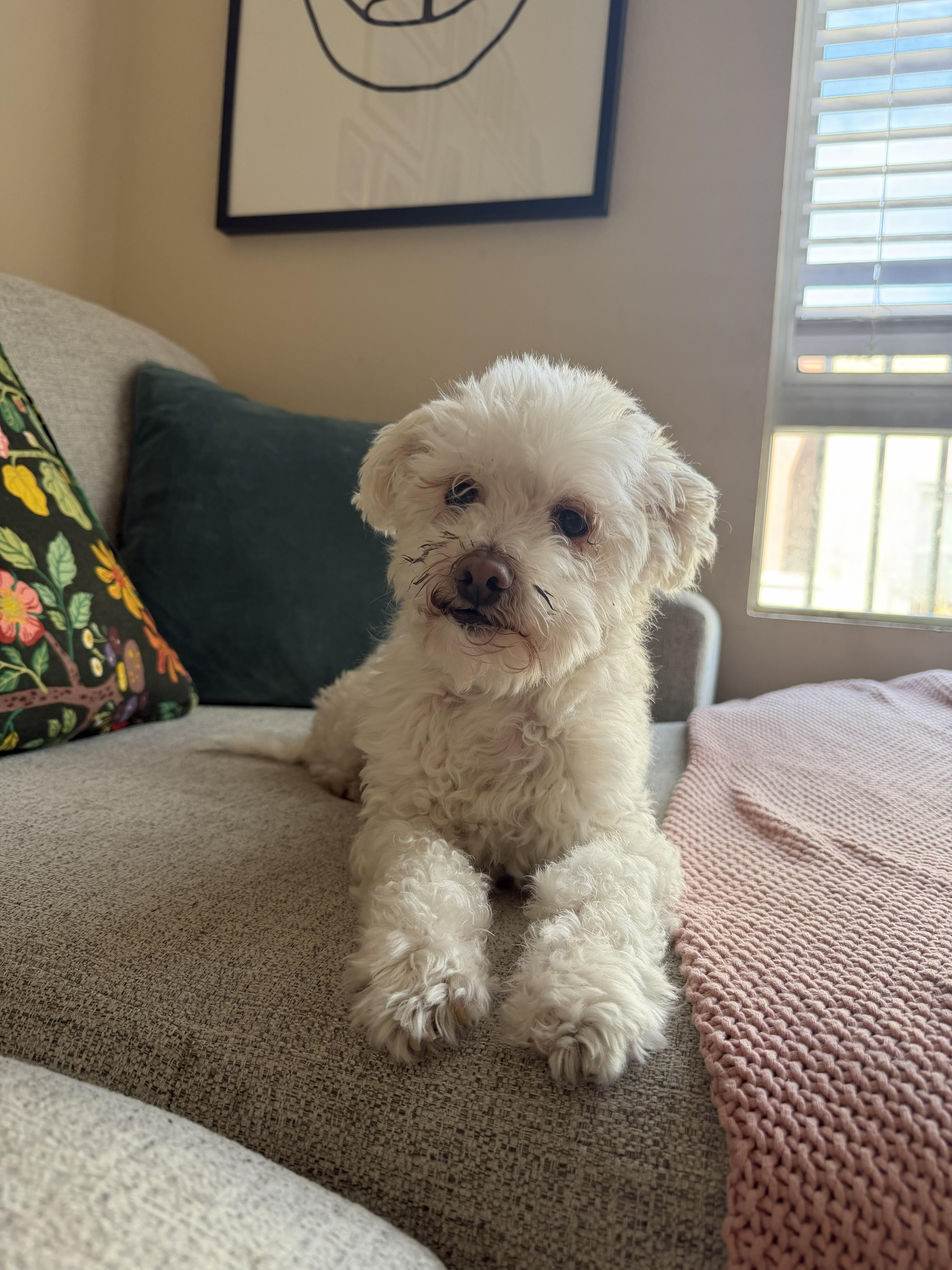 Bodie, ADOPTABLE, Adult Male Poodle.