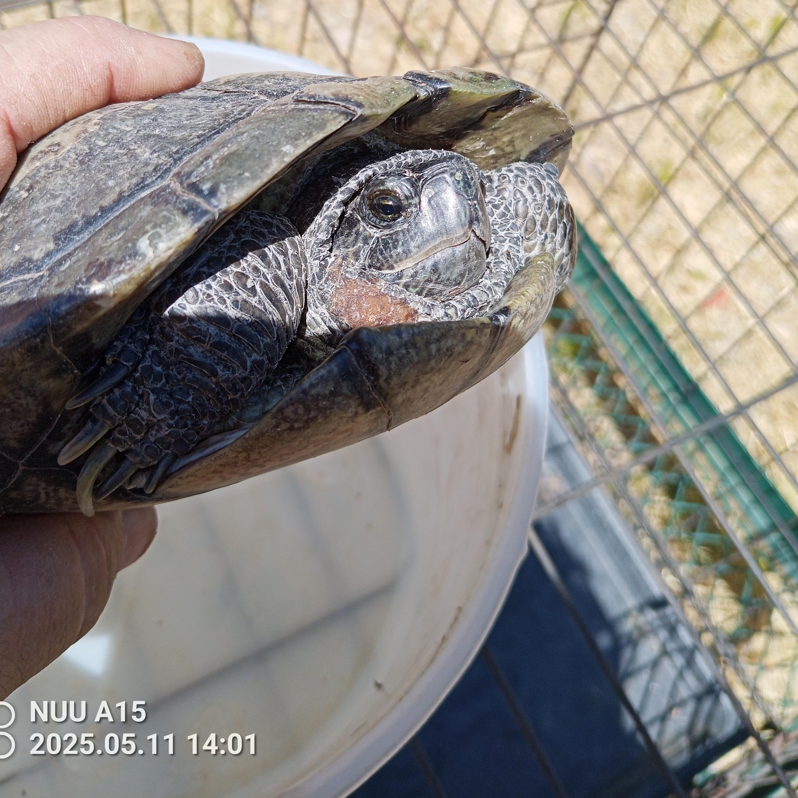 Res Turtle Types RES turtle 28-25 - Adopted | Petfinder