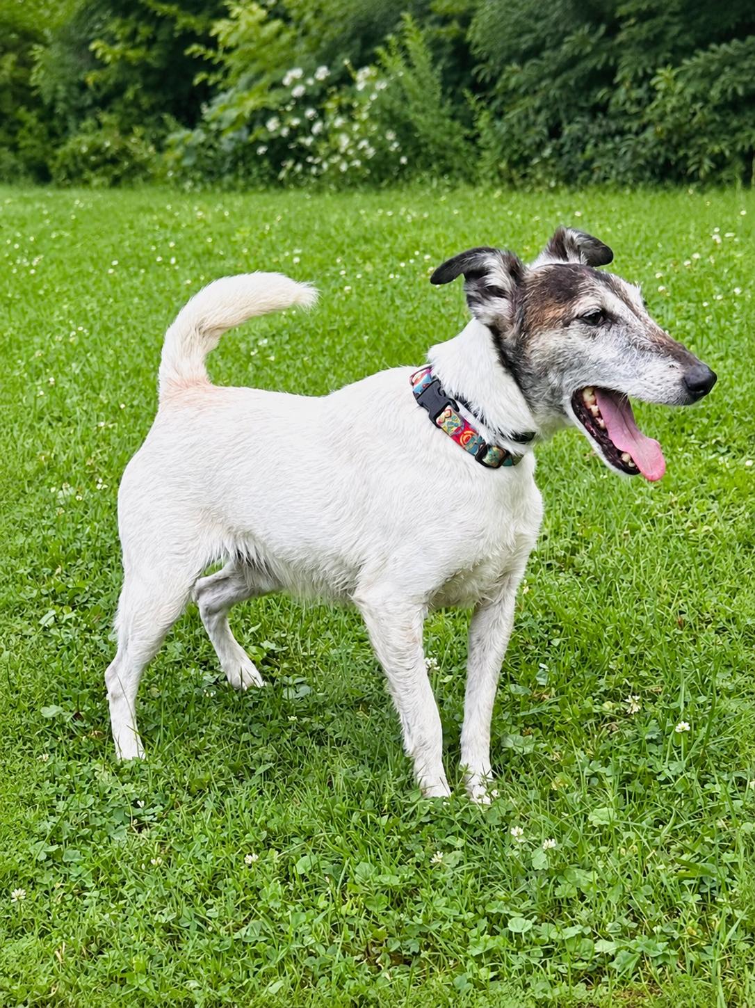 Enlarge Duffy, a Adopted Fox Terrier in Accord, NY image 1/2