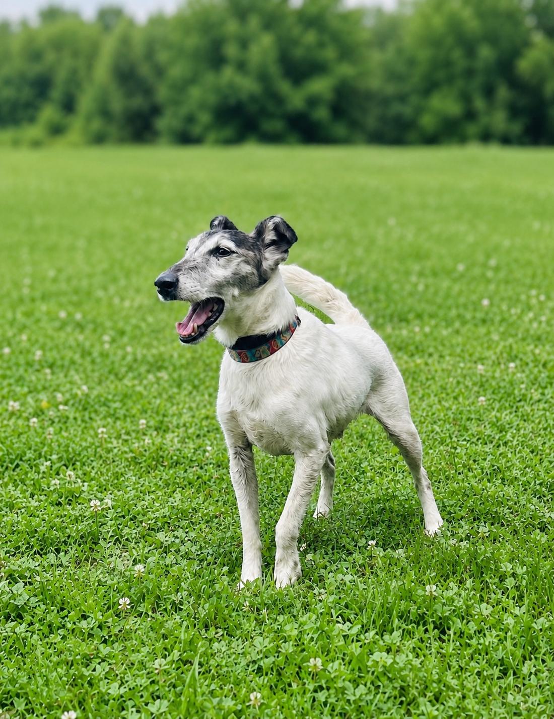 Enlarge Duffy, a Adopted Fox Terrier in Accord, NY image 2/2