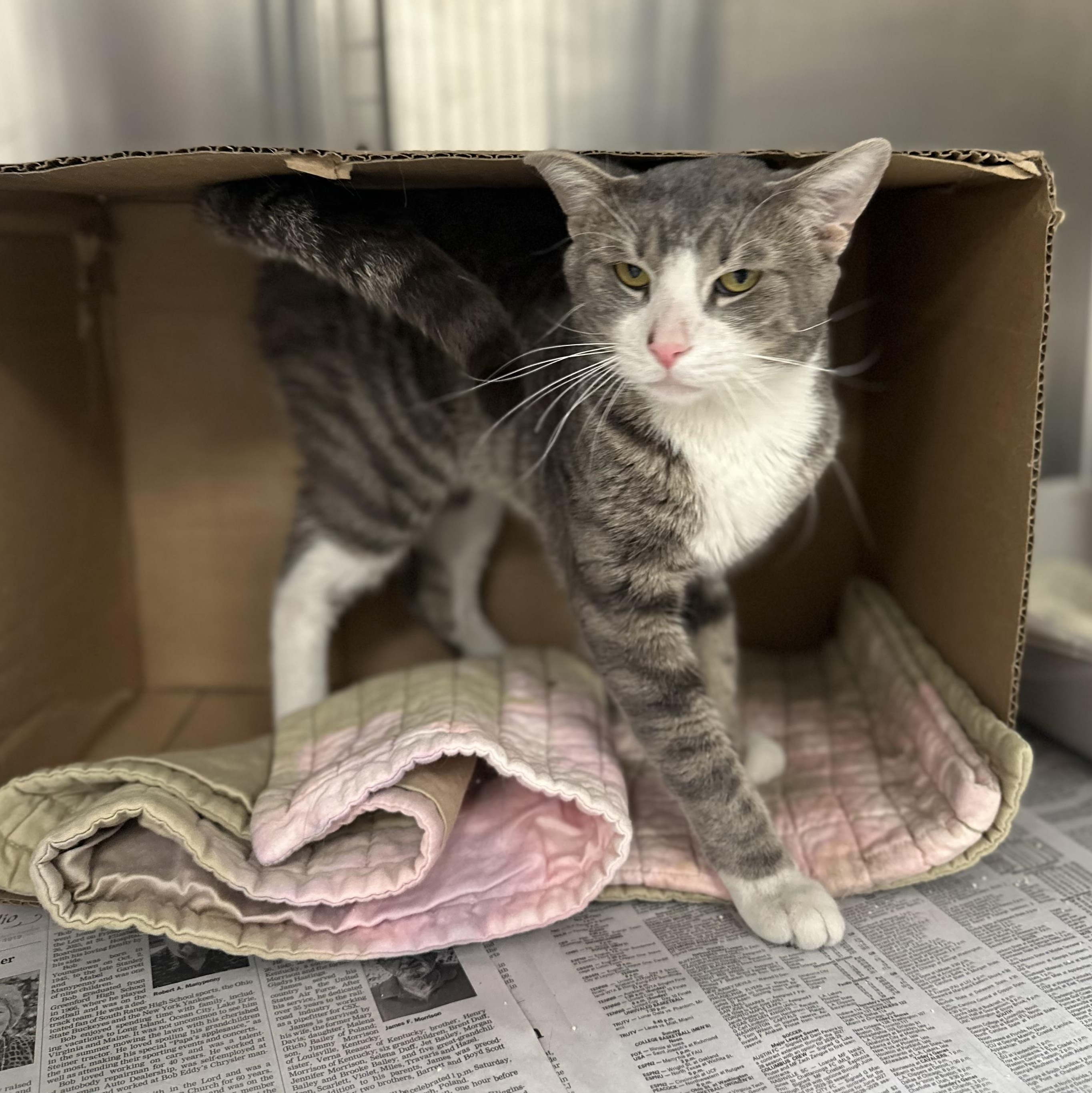 Shadow, adopted, Adult Male Domestic Short Hair.