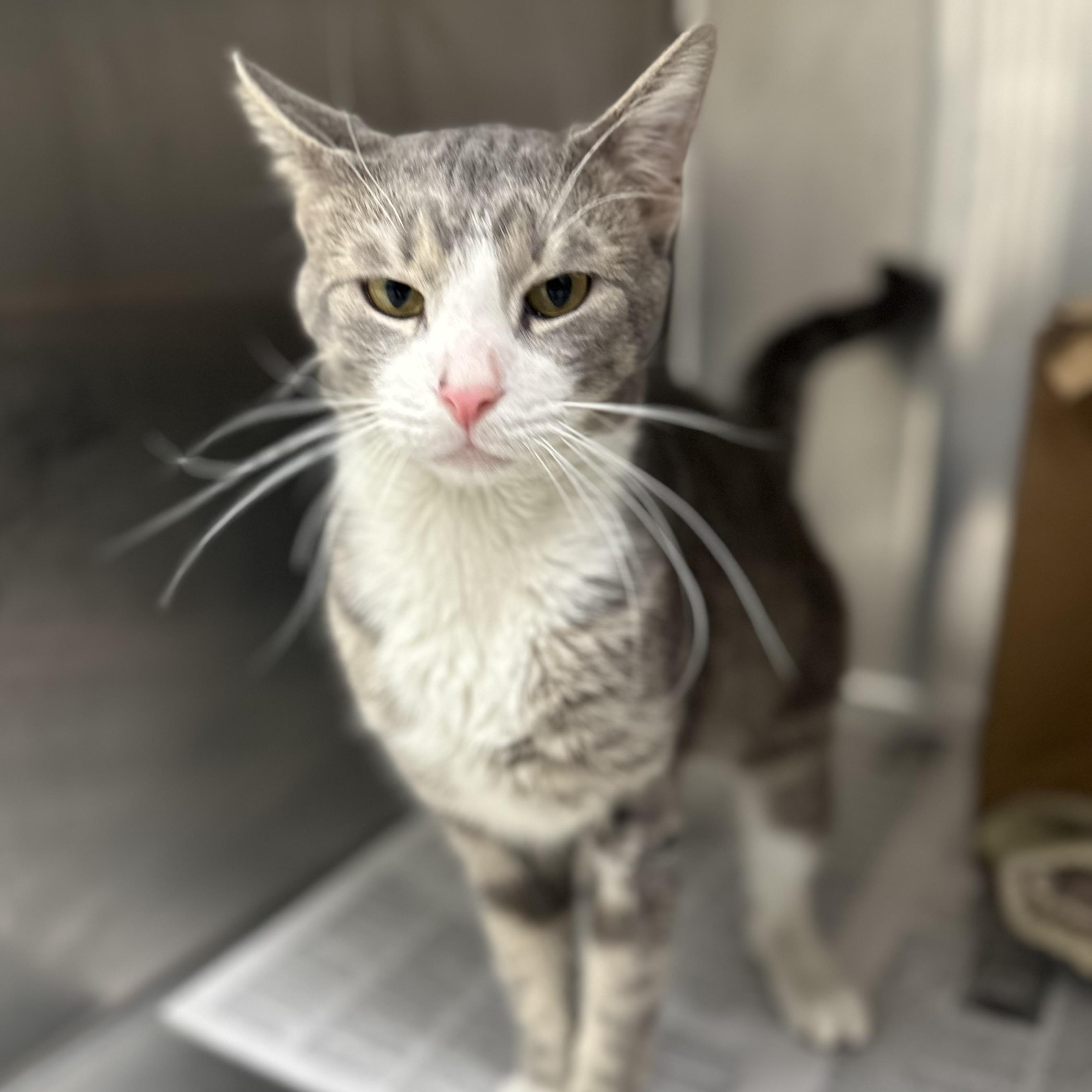 Enlarge Shadow, an adopted Domestic Short Hair in Youngstown, OH image 2/2