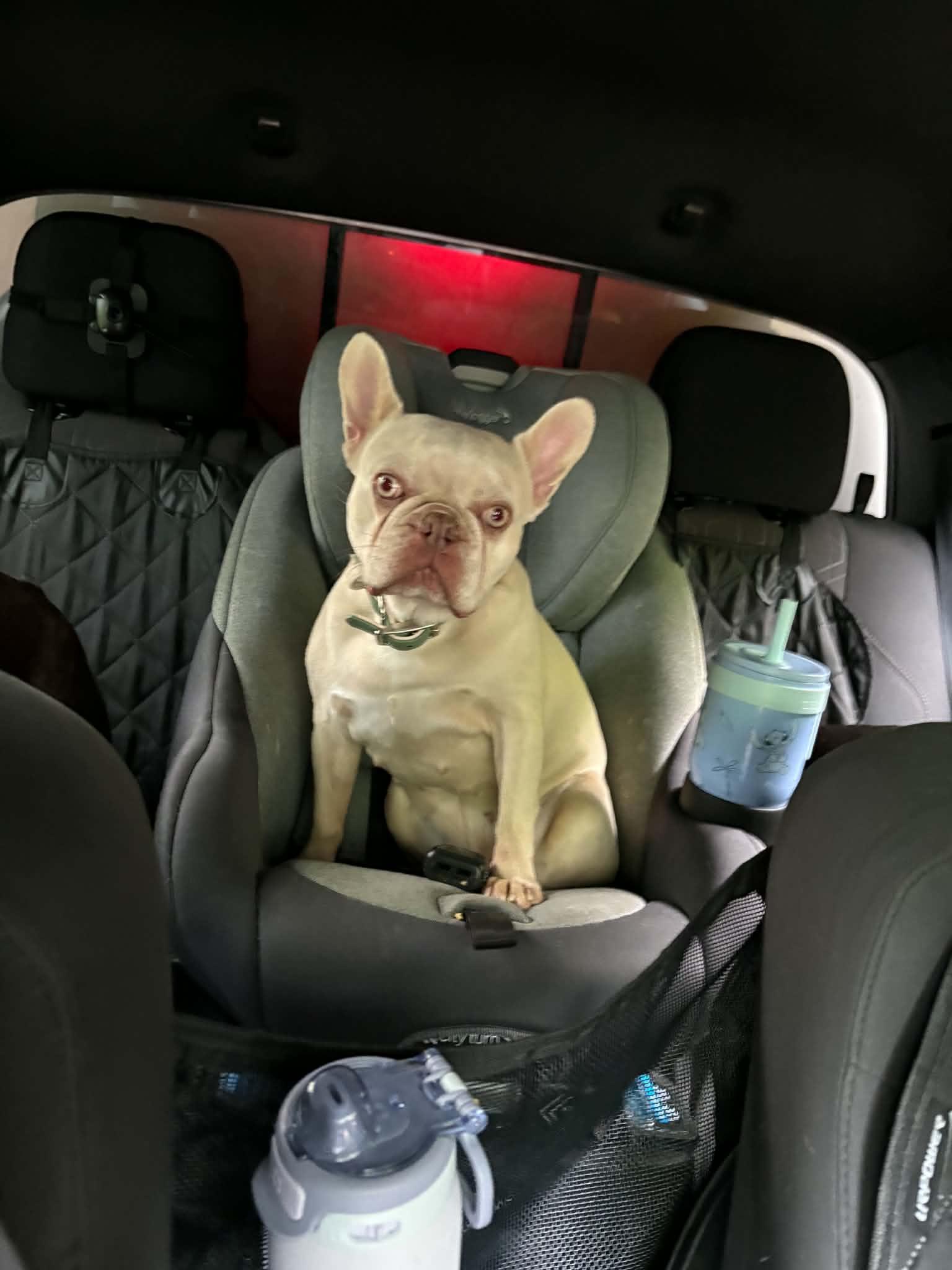 Crush, Adoptable, Adult Female French Bulldog.