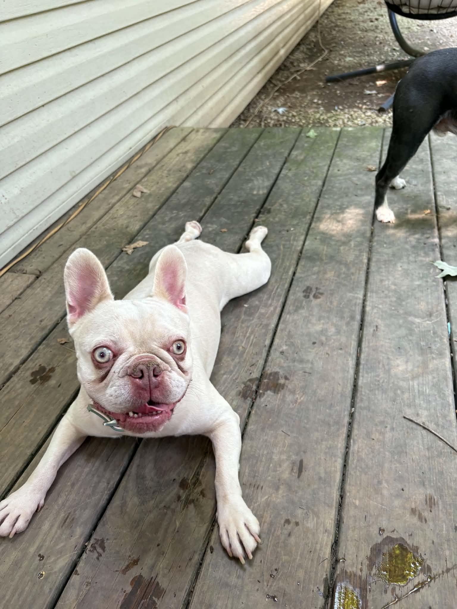 Crush, a Adoptable French Bulldog in Knoxville, TN image 2/6
