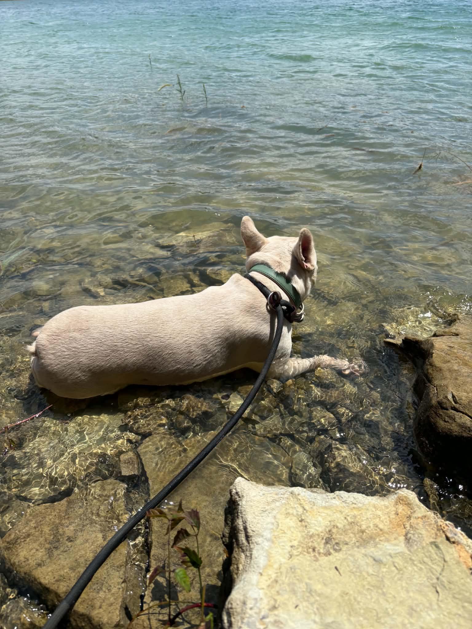 Crush, a Adoptable French Bulldog in Knoxville, TN image 3/6