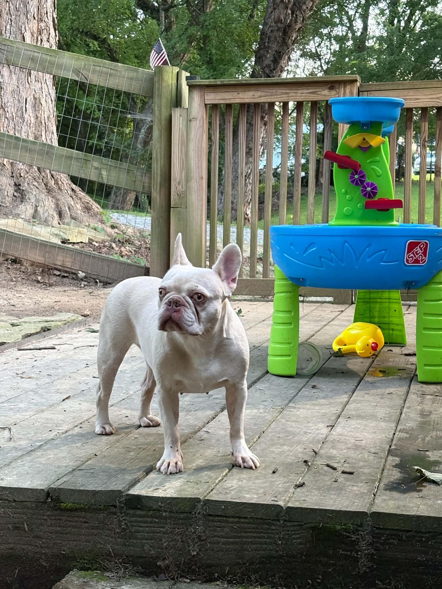 Crush, a Adoptable French Bulldog in Knoxville, TN image 4/6