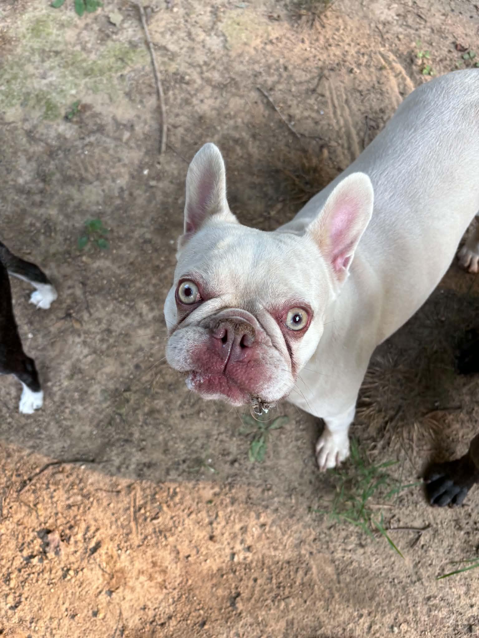 Crush, a Adoptable French Bulldog in Knoxville, TN image 5/6