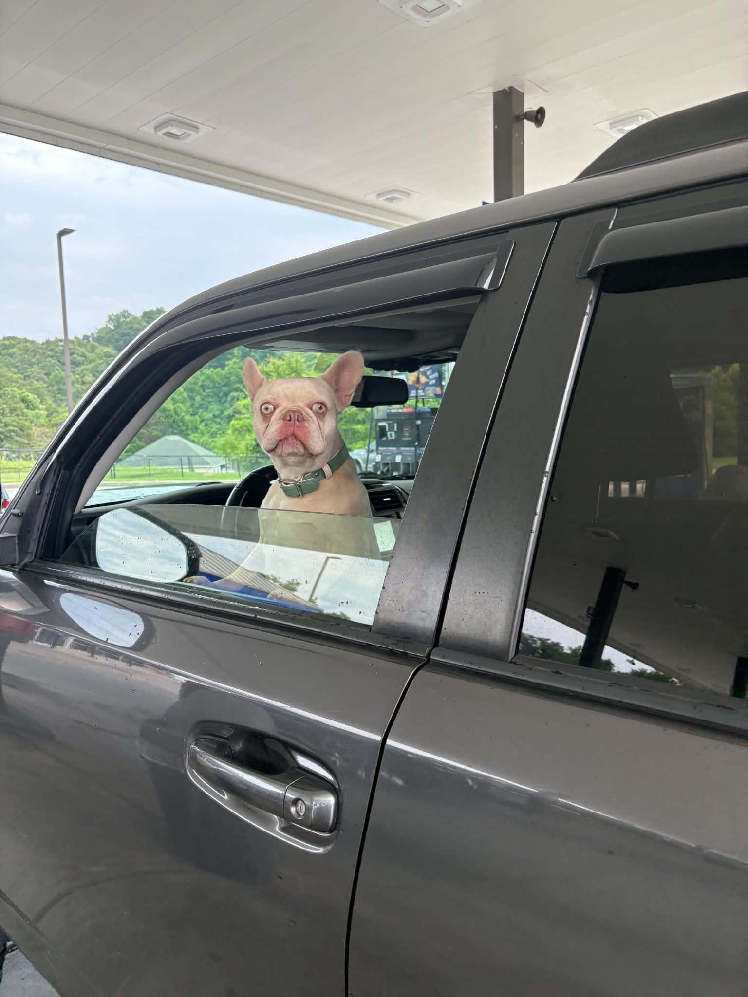 Crush, a Adoptable French Bulldog in Knoxville, TN image 6/6