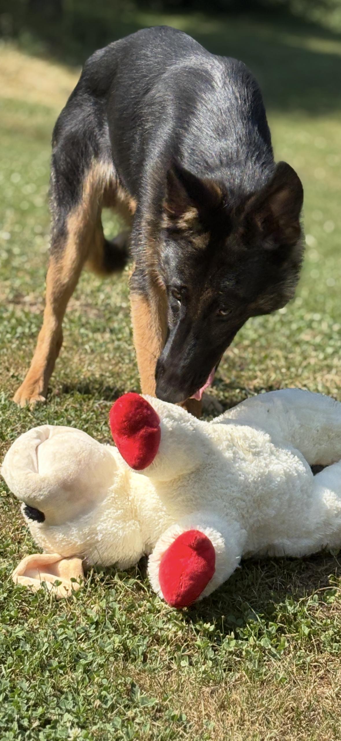 Enlarge MAC, a Adoptable German Shepherd Dog in Latham, NY image 2/6