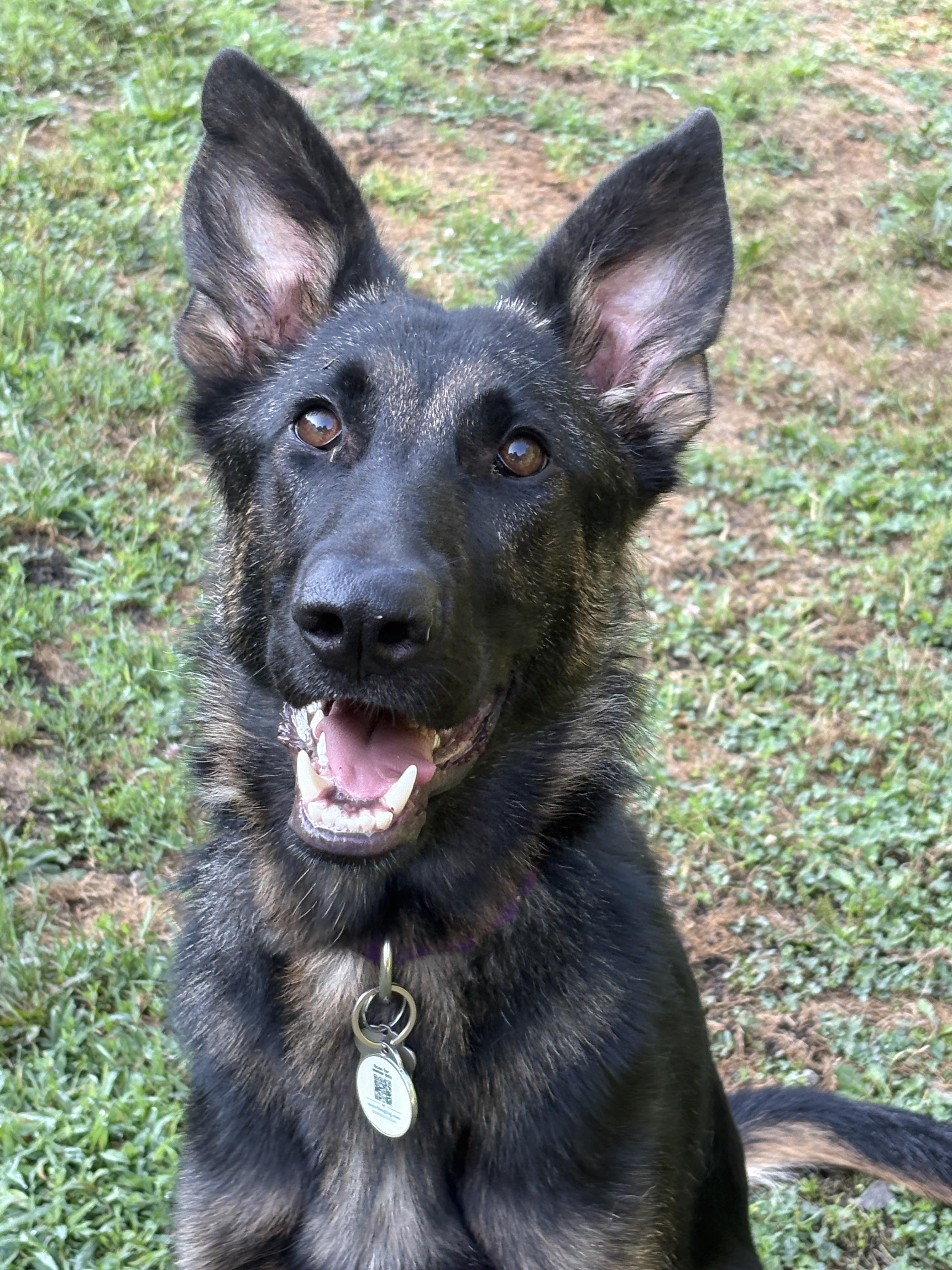 Enlarge MAC, a Adoptable German Shepherd Dog in Latham, NY image 4/6
