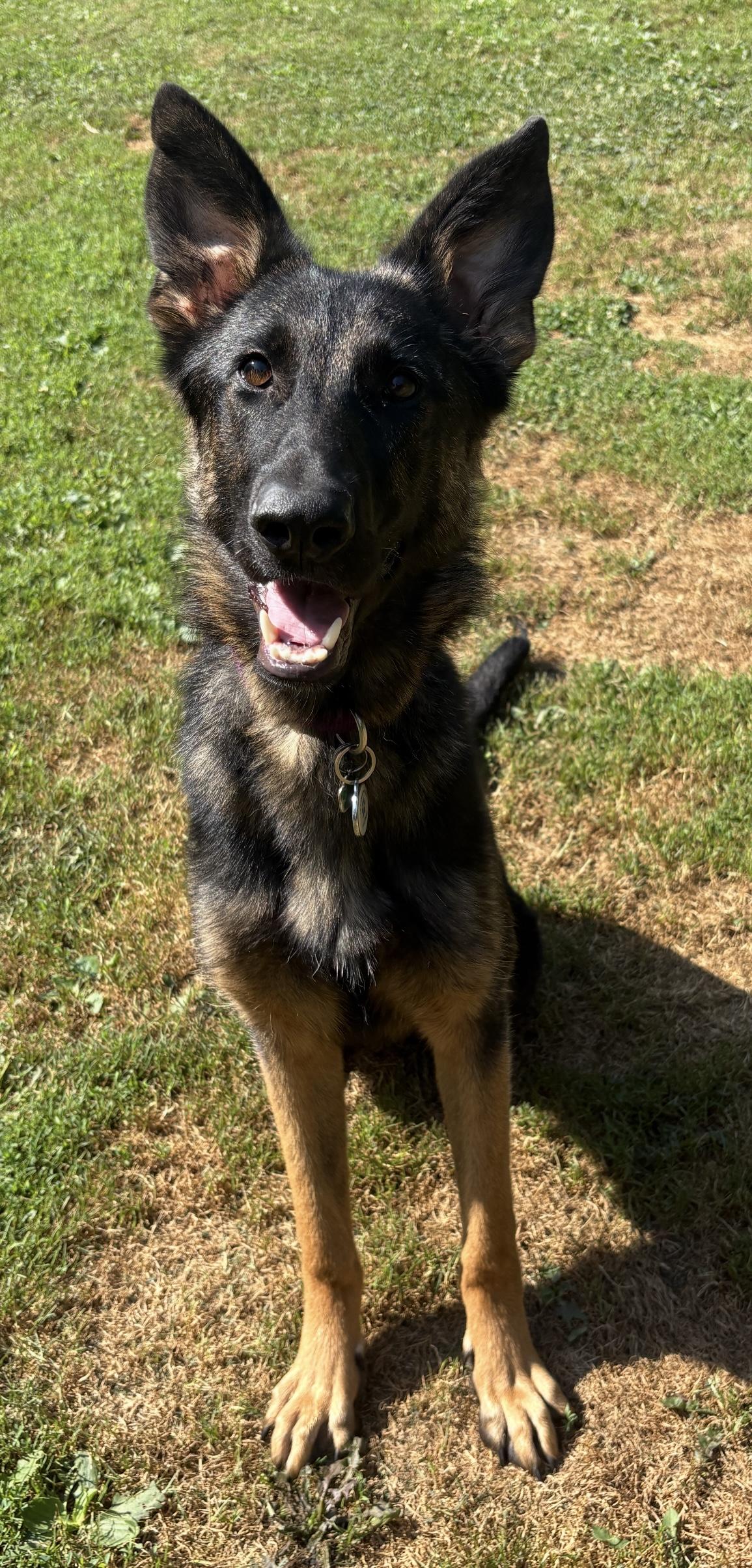 Enlarge MAC, a Adoptable German Shepherd Dog in Latham, NY image 6/6