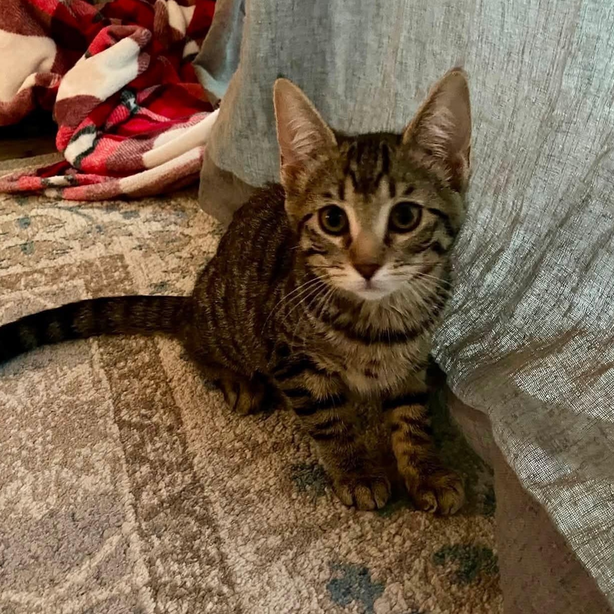 Belli (Bonded with Kane), adopted, Kitten Female Domestic Short Hair.