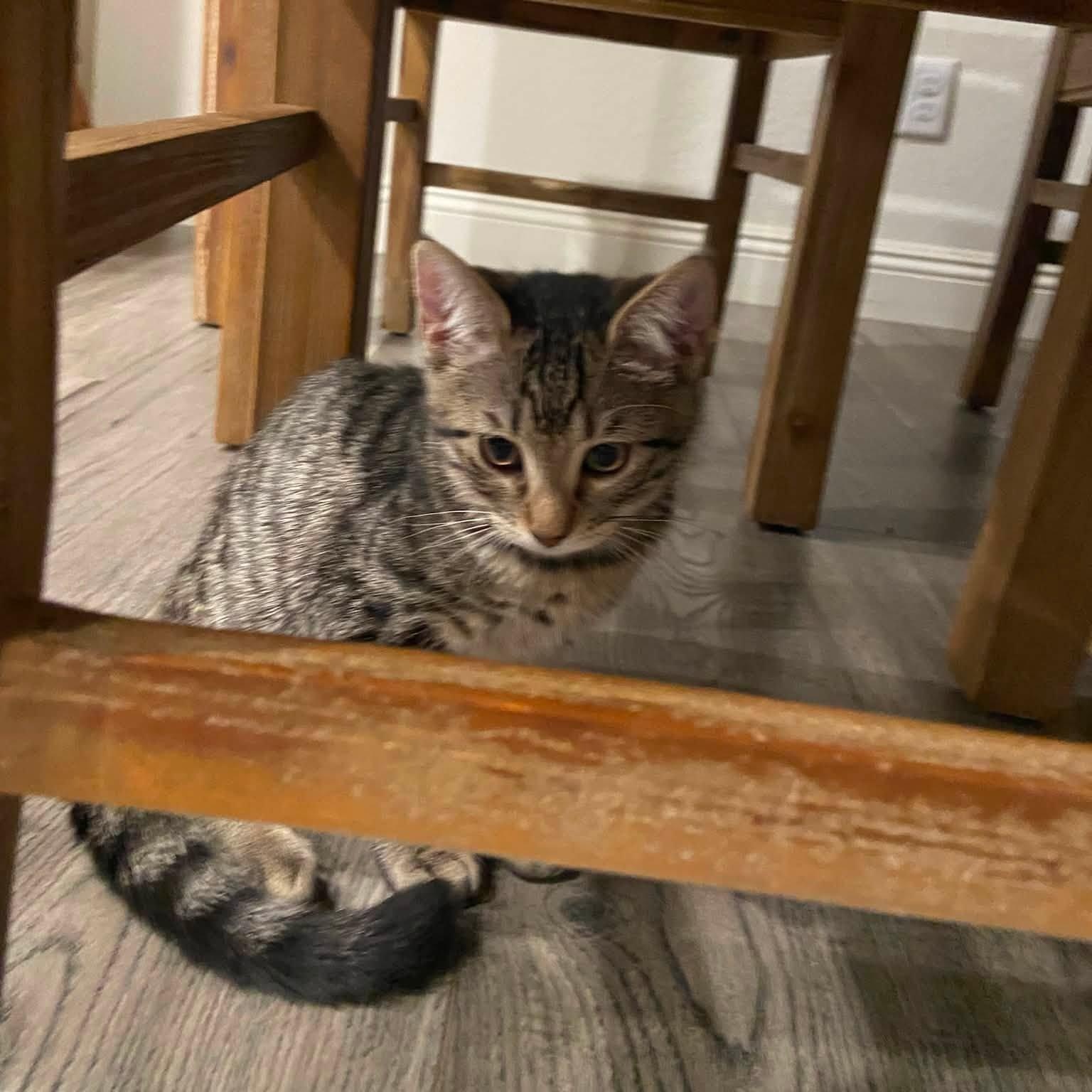 Belli (Bonded with Kane), an adopted Domestic Short Hair in Queen Creek, AZ image 3/4