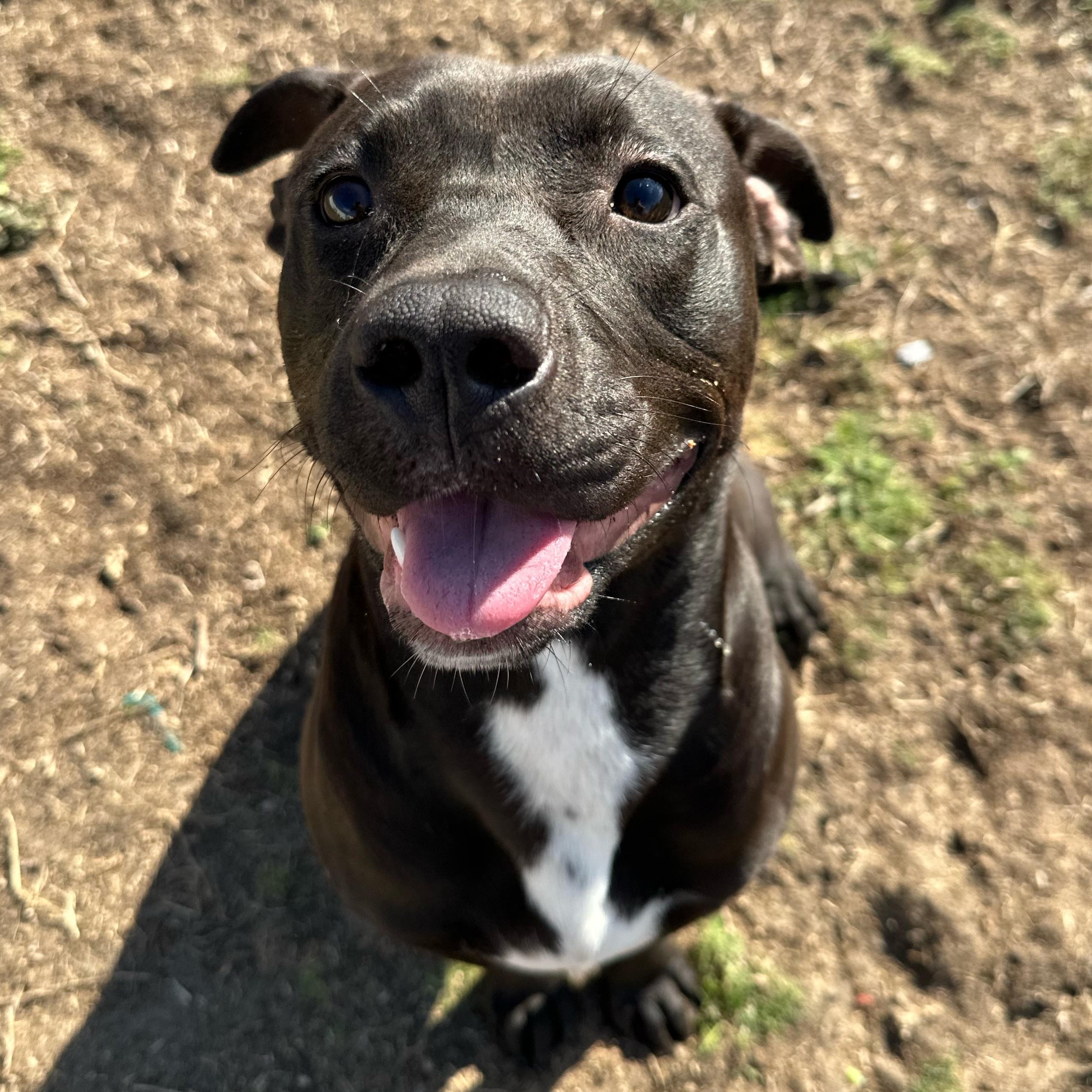 Enlarge Draco, a ADOPTABLE mixed breed in Valdosta, GA image 1/1
