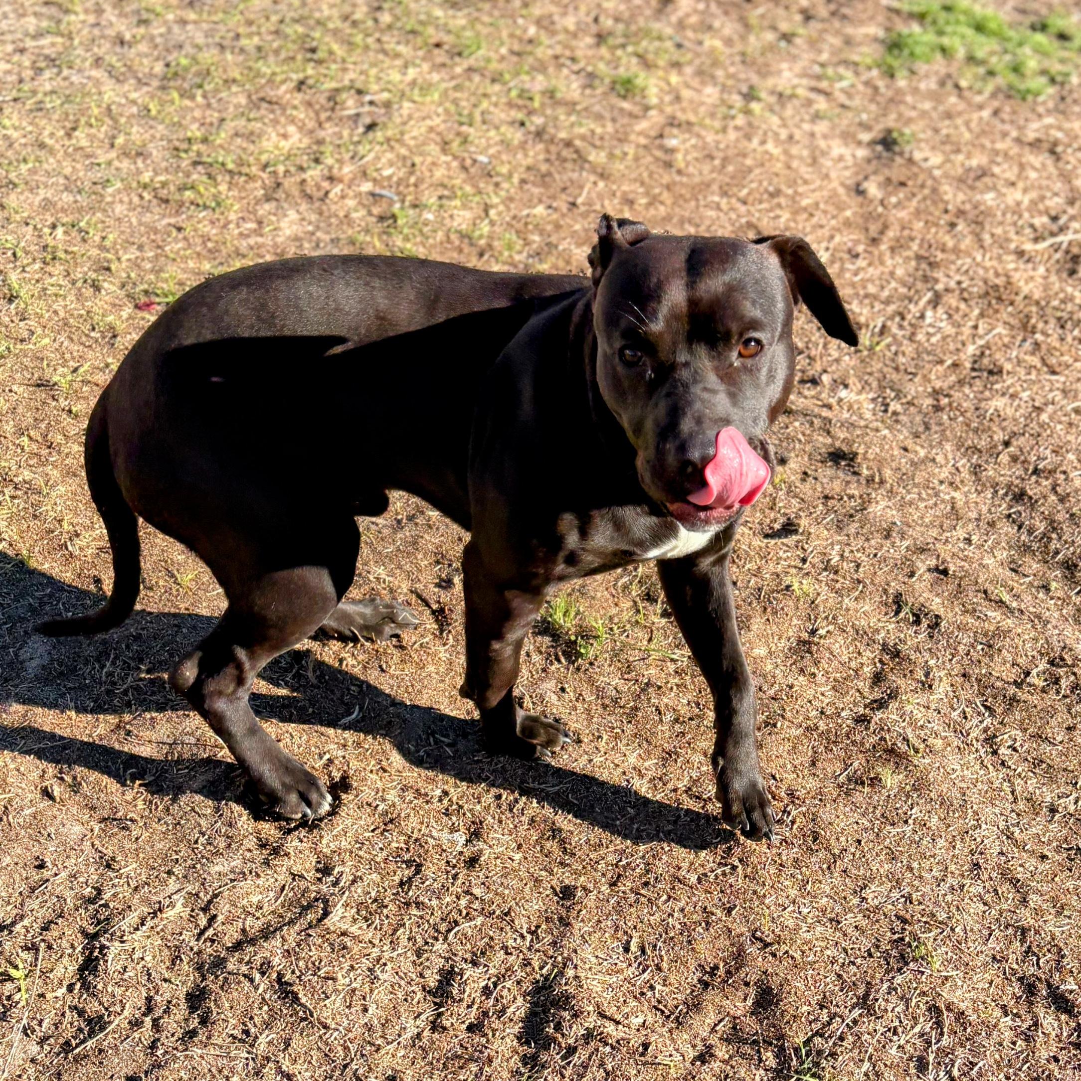 Enlarge Draco, a ADOPTABLE mixed breed in Valdosta, GA image 2/2