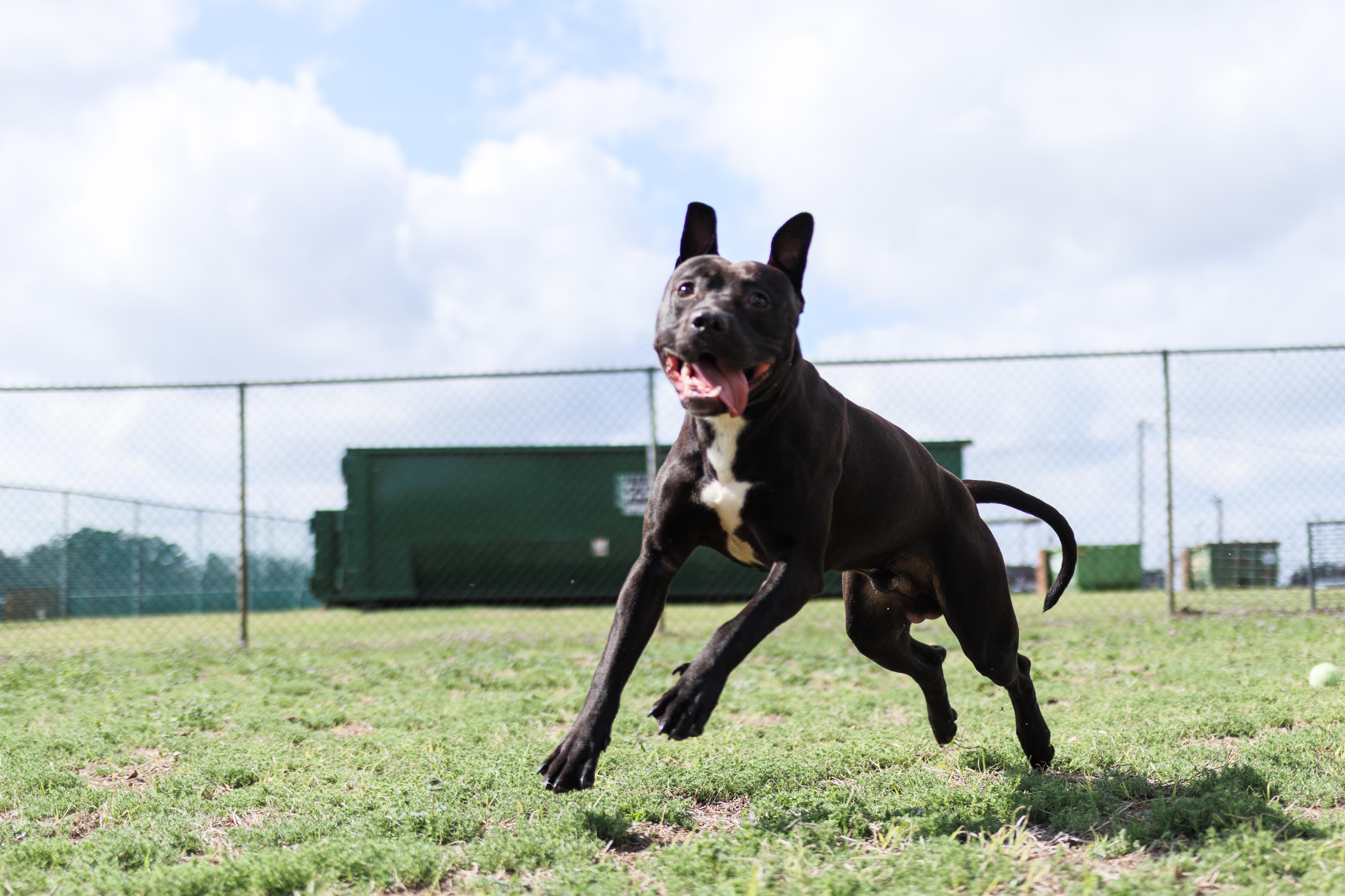 Enlarge Draco, a ADOPTABLE mixed breed in Valdosta, GA image 4/6