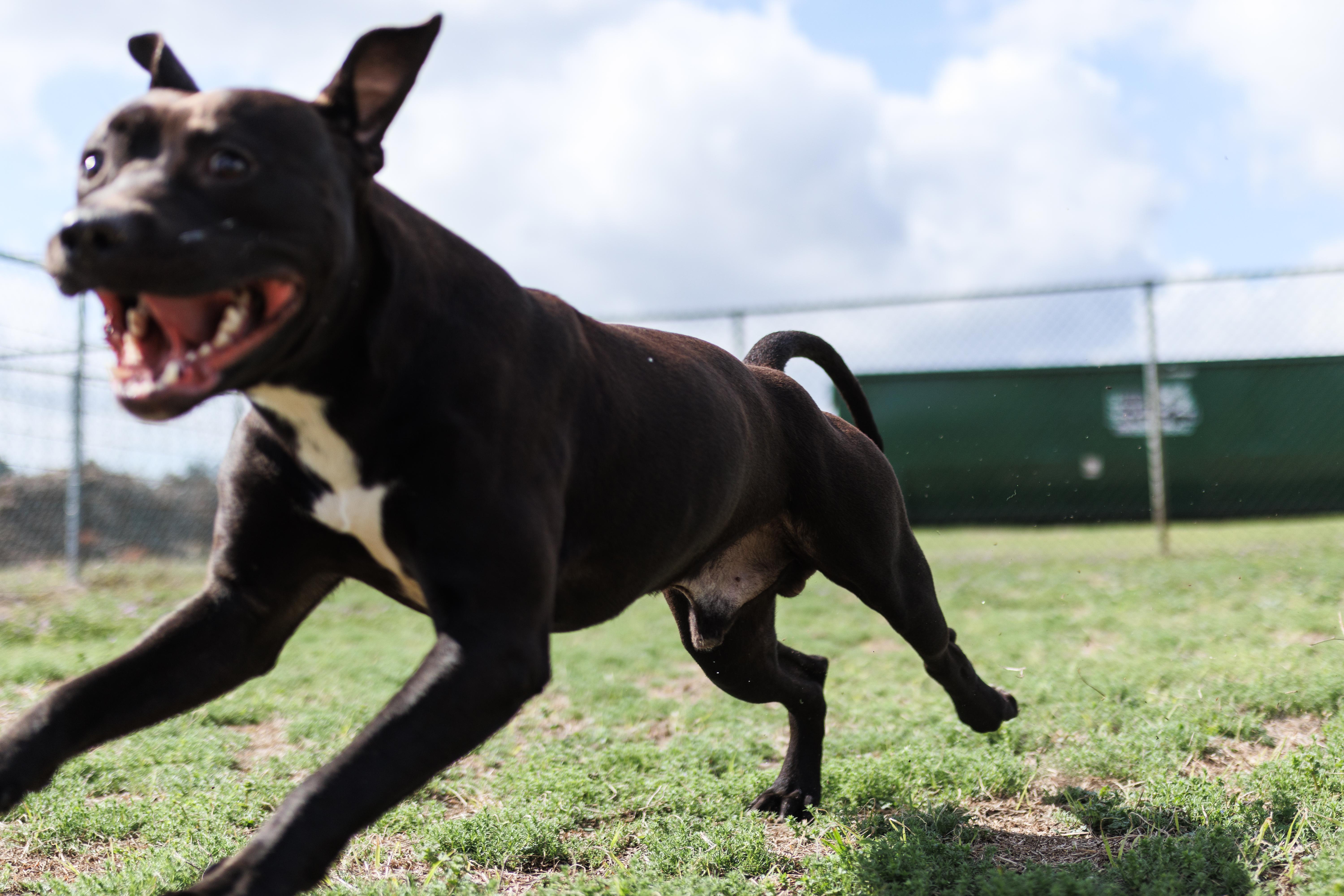 Enlarge Draco, a ADOPTABLE mixed breed in Valdosta, GA image 3/6