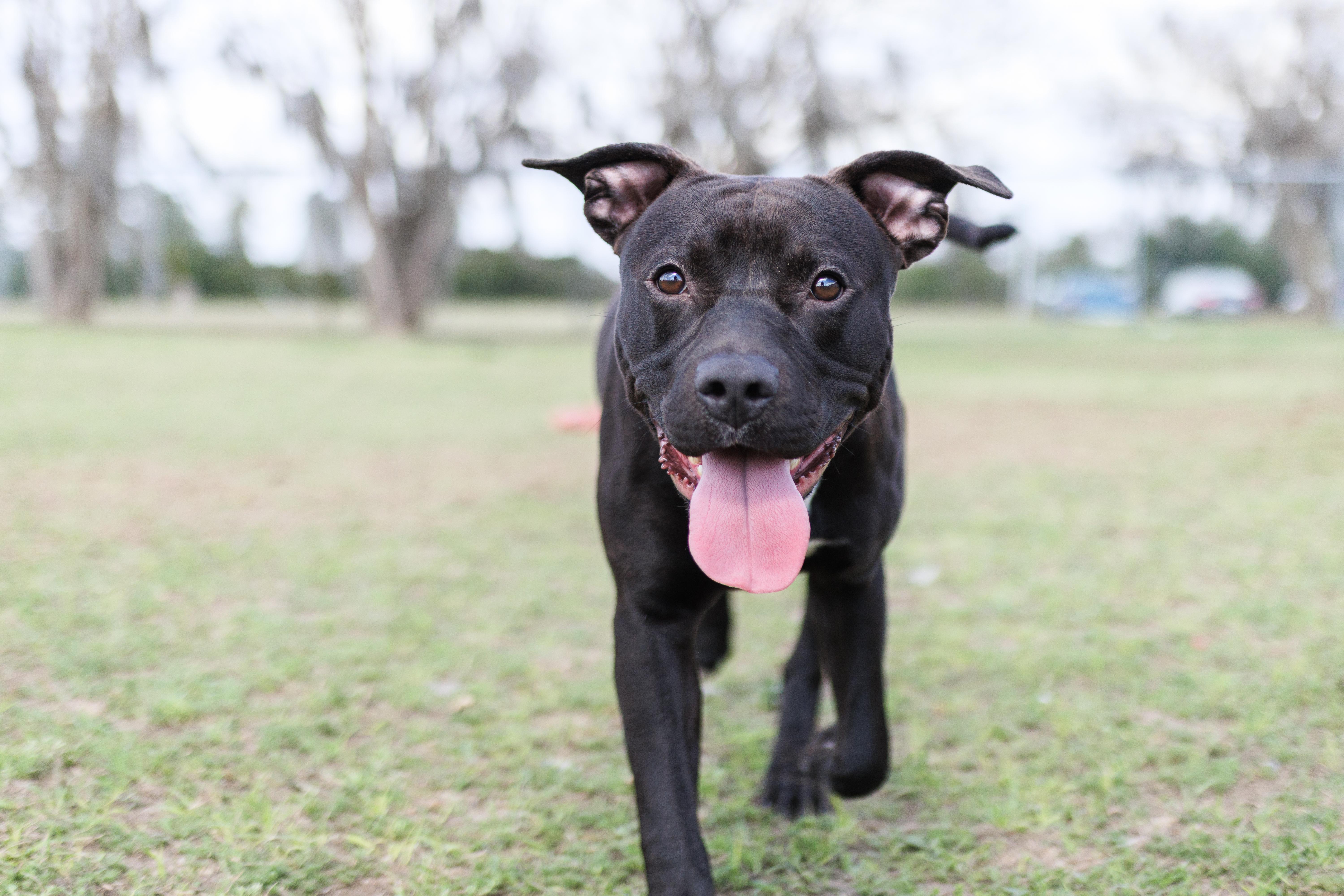 Enlarge Draco, a ADOPTABLE mixed breed in Valdosta, GA image 6/6
