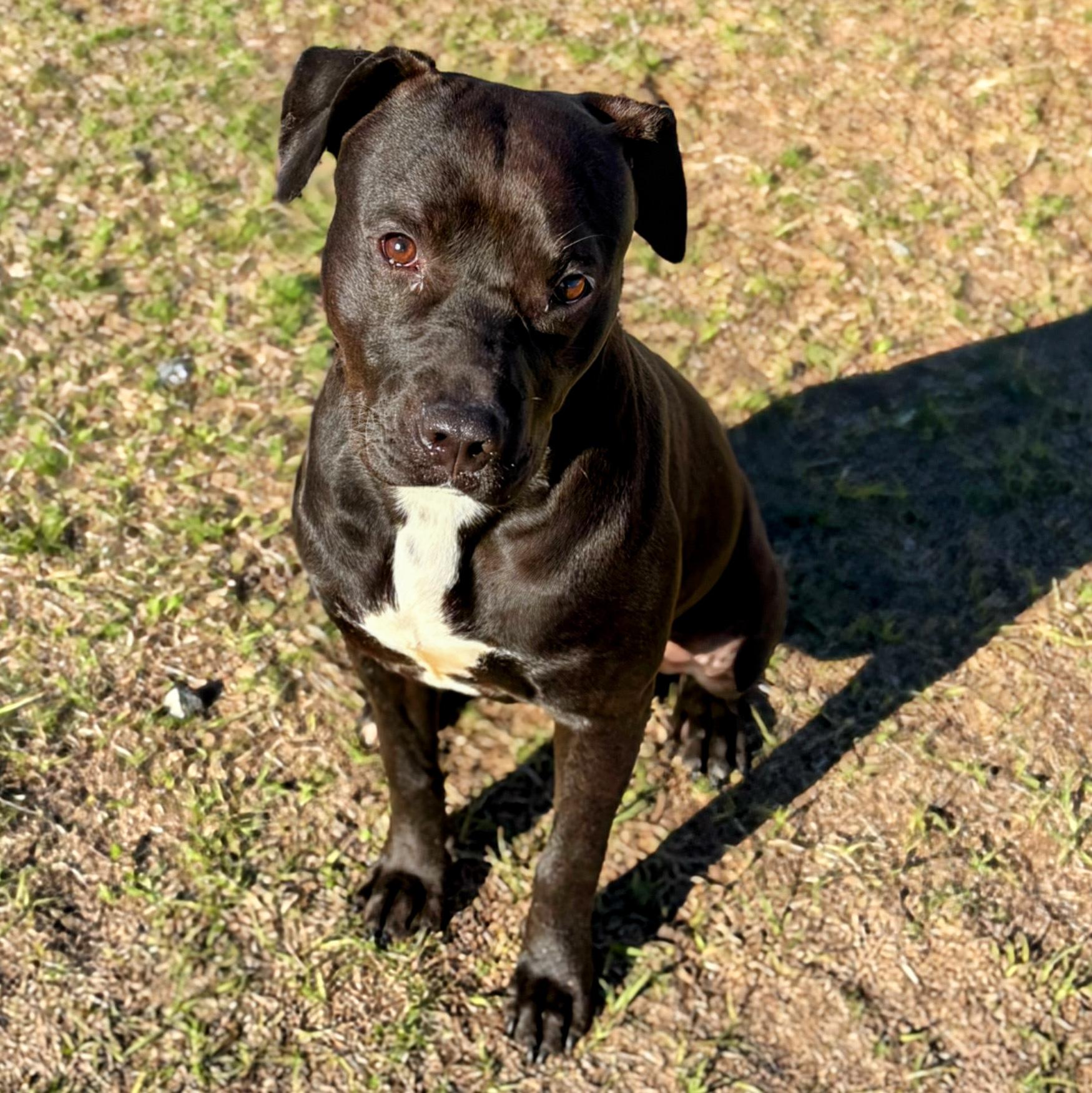 Draco, ADOPTABLE, Young Male Bulldog.