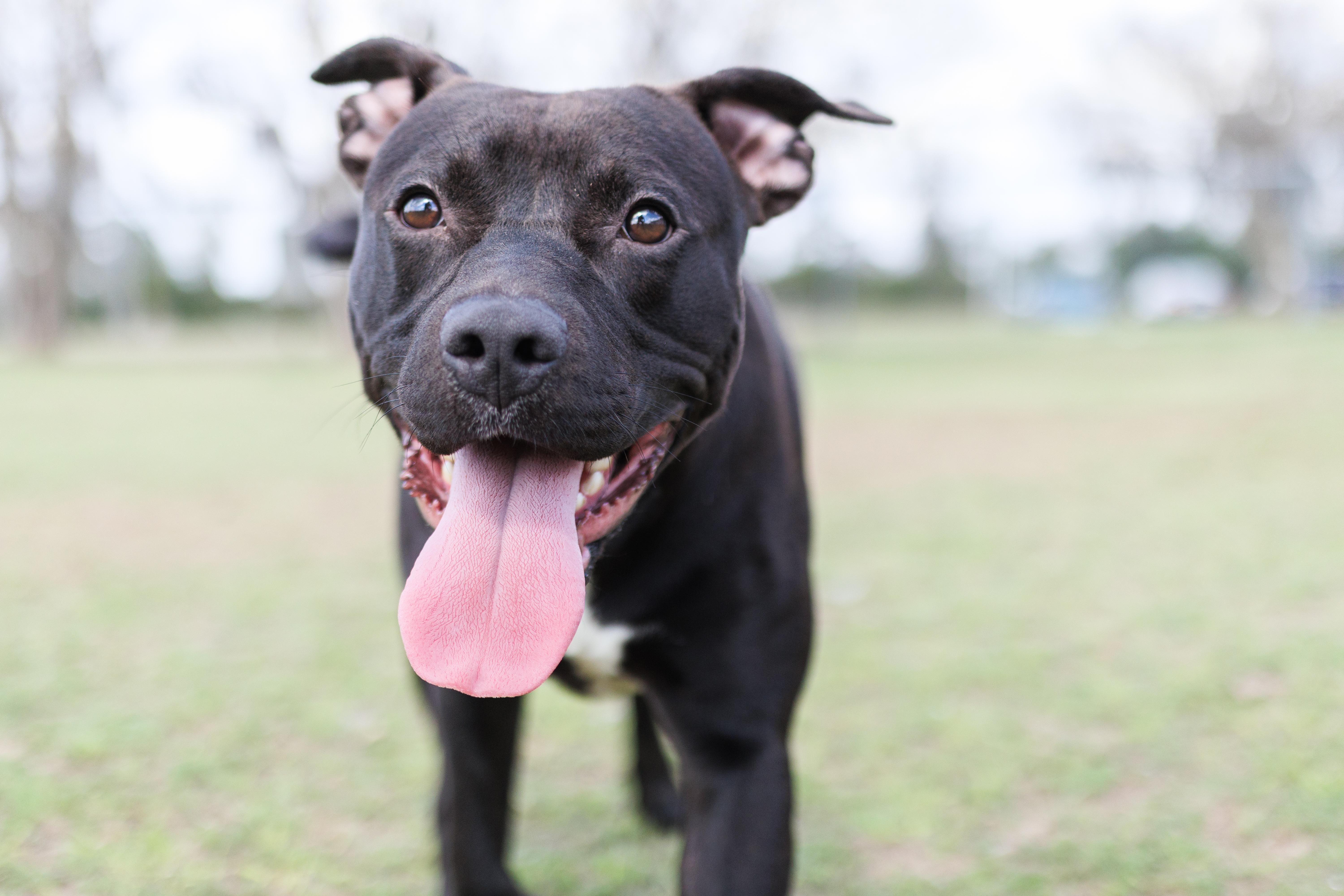 Draco, ADOPTABLE, Young Male Bulldog.