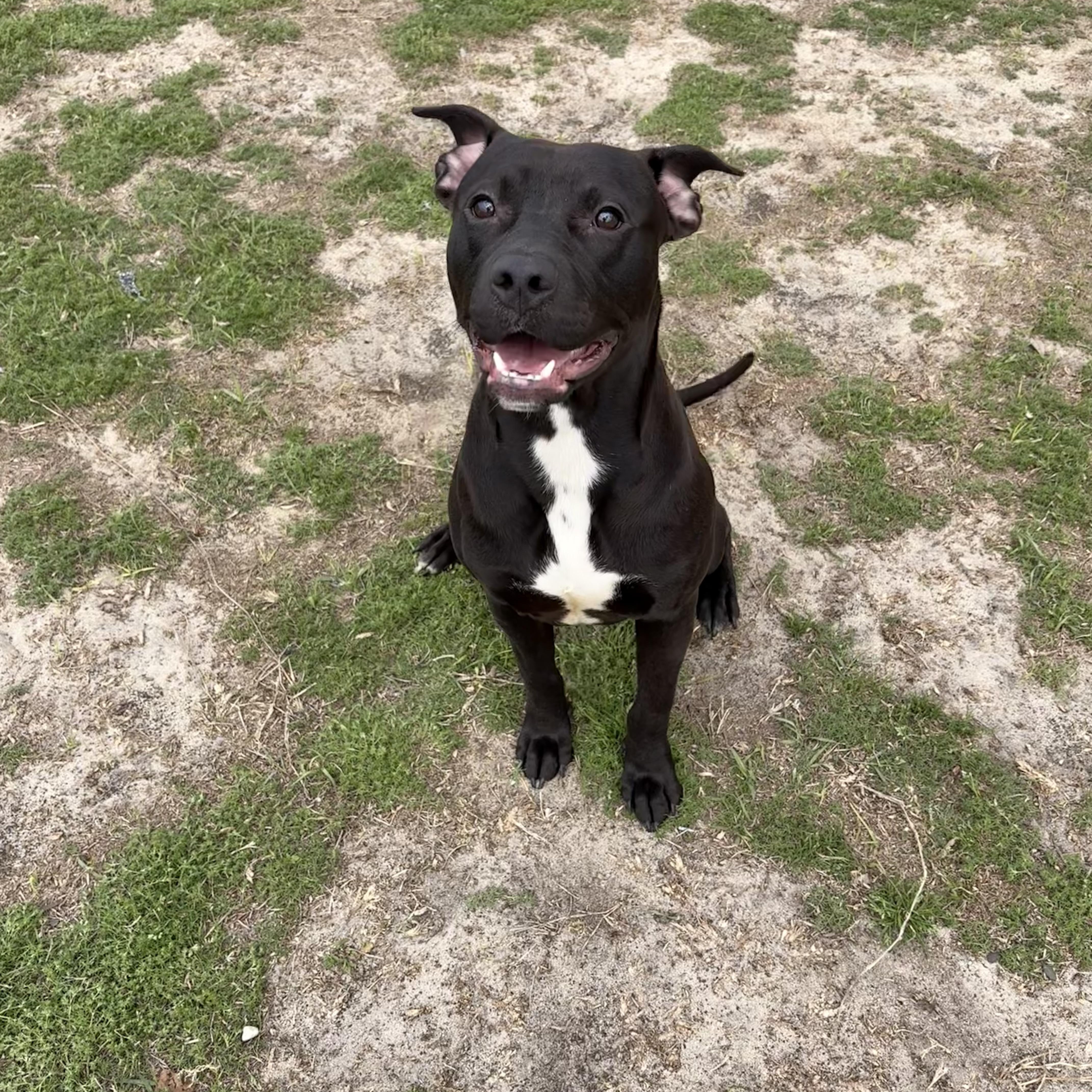 Draco, ADOPTABLE, Young Male Bulldog.