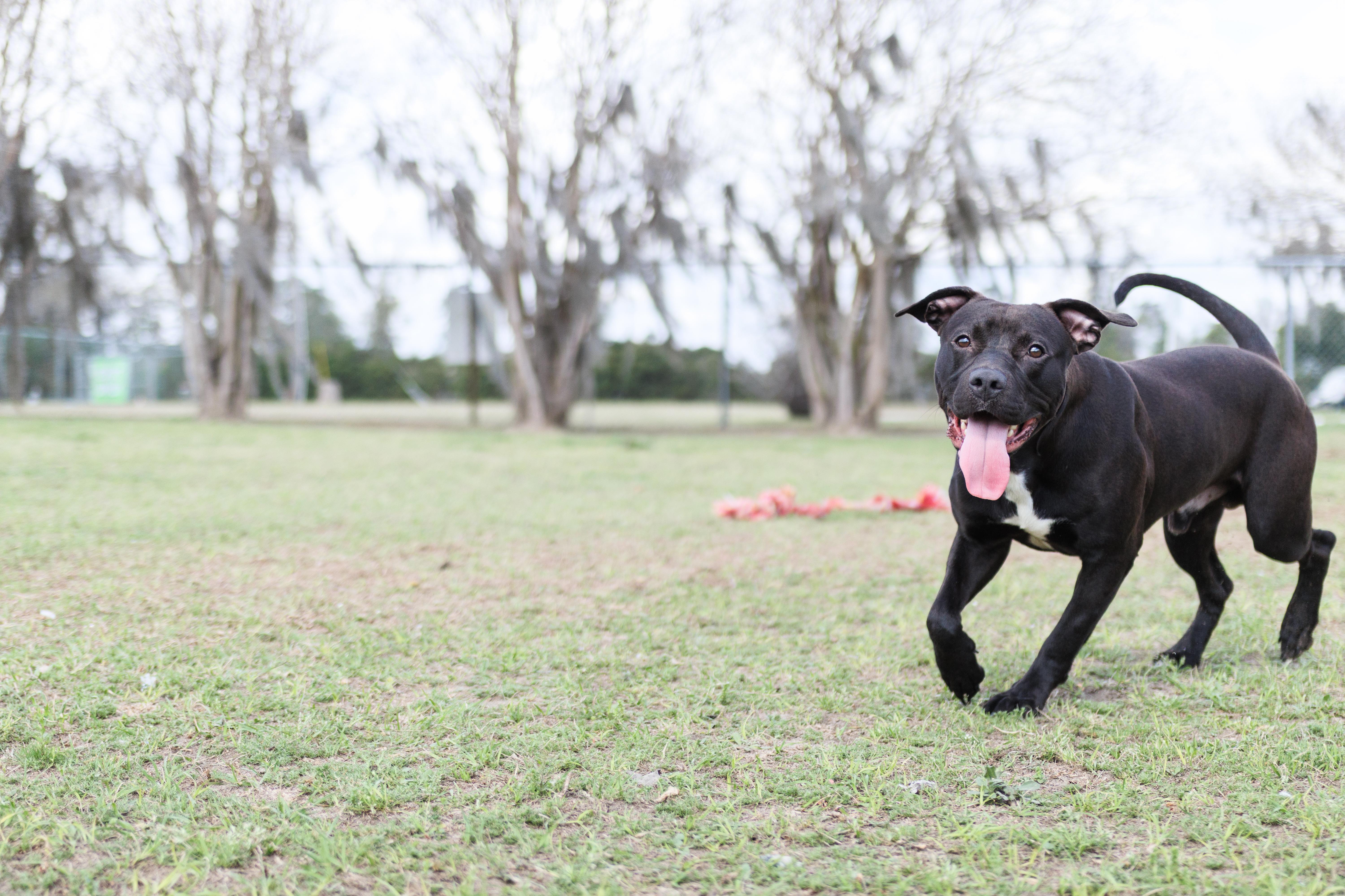 Enlarge Draco, a ADOPTABLE mixed breed in Valdosta, GA image 5/6