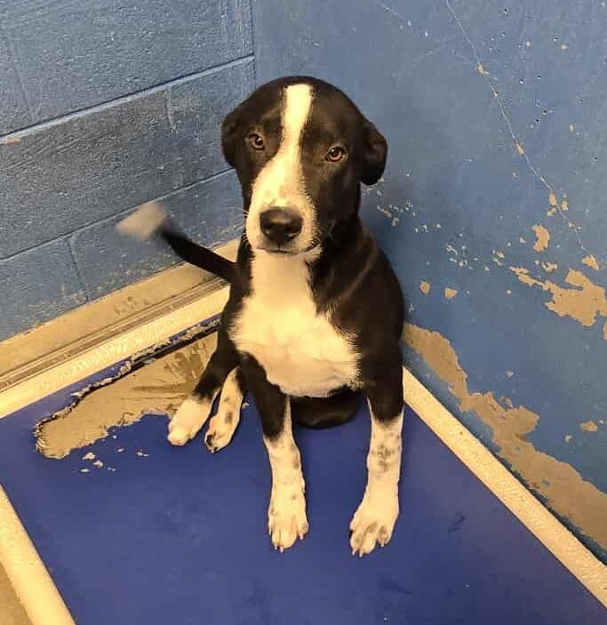 Eggnog, Adoptable, Young Male Pit Bull Terrier.