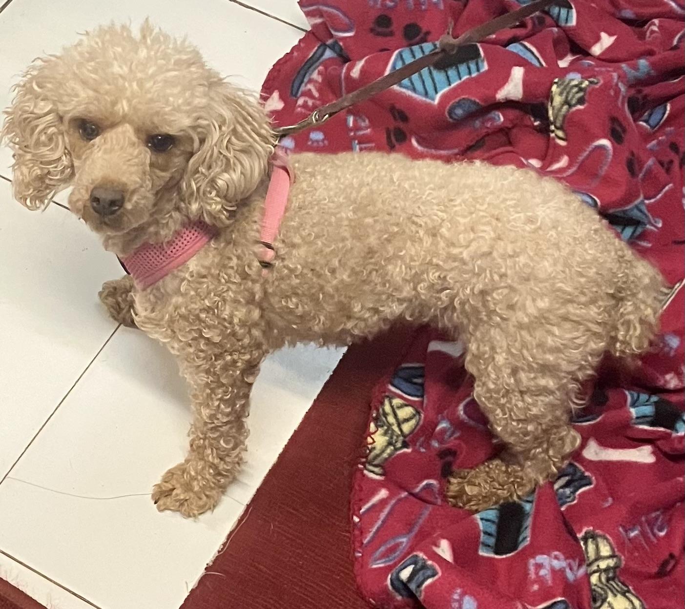 Enlarge Sophie, a ADOPTABLE Poodle in Overland Park, KS image 4/4