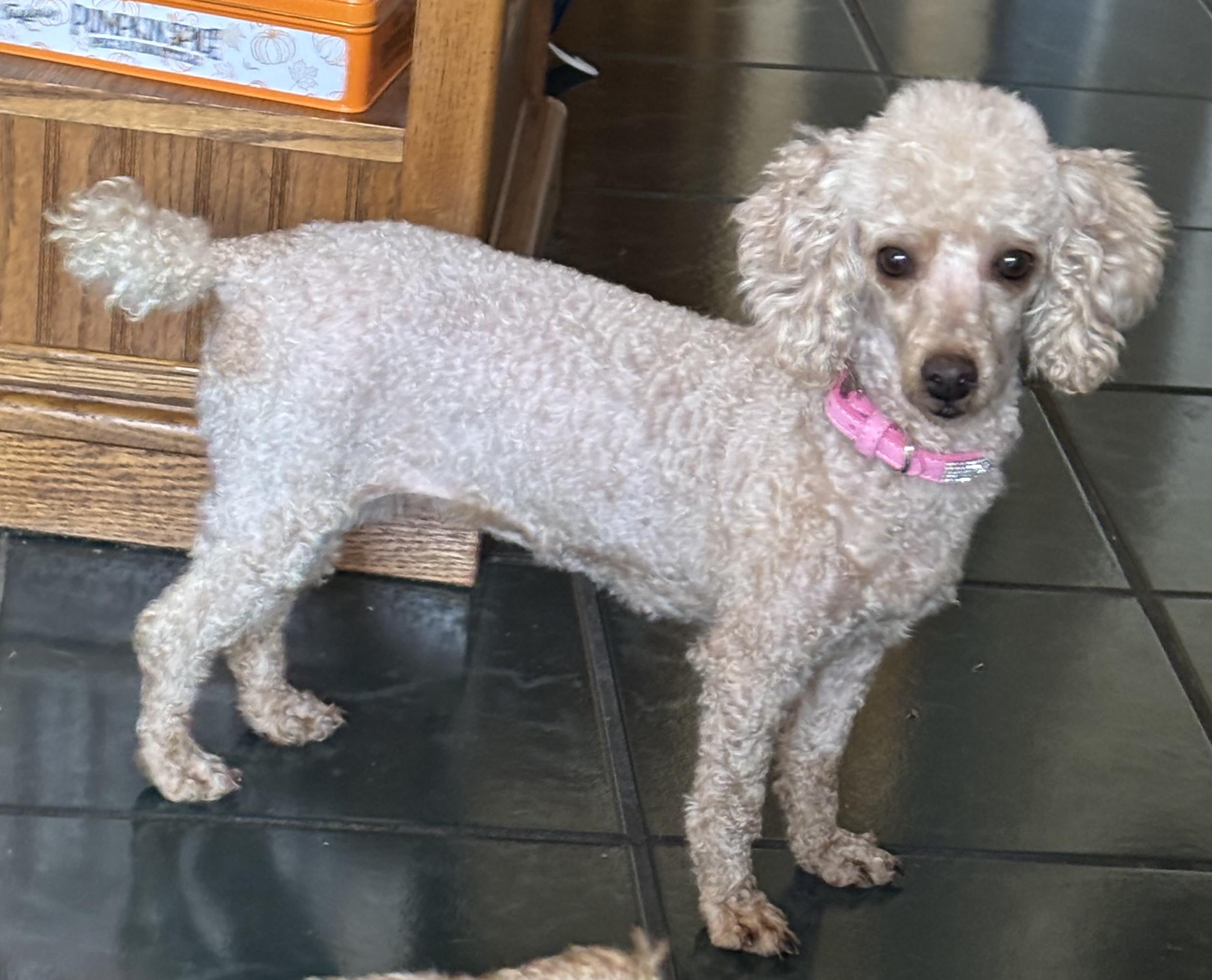 Sophie, ADOPTABLE, Adult Female Poodle.