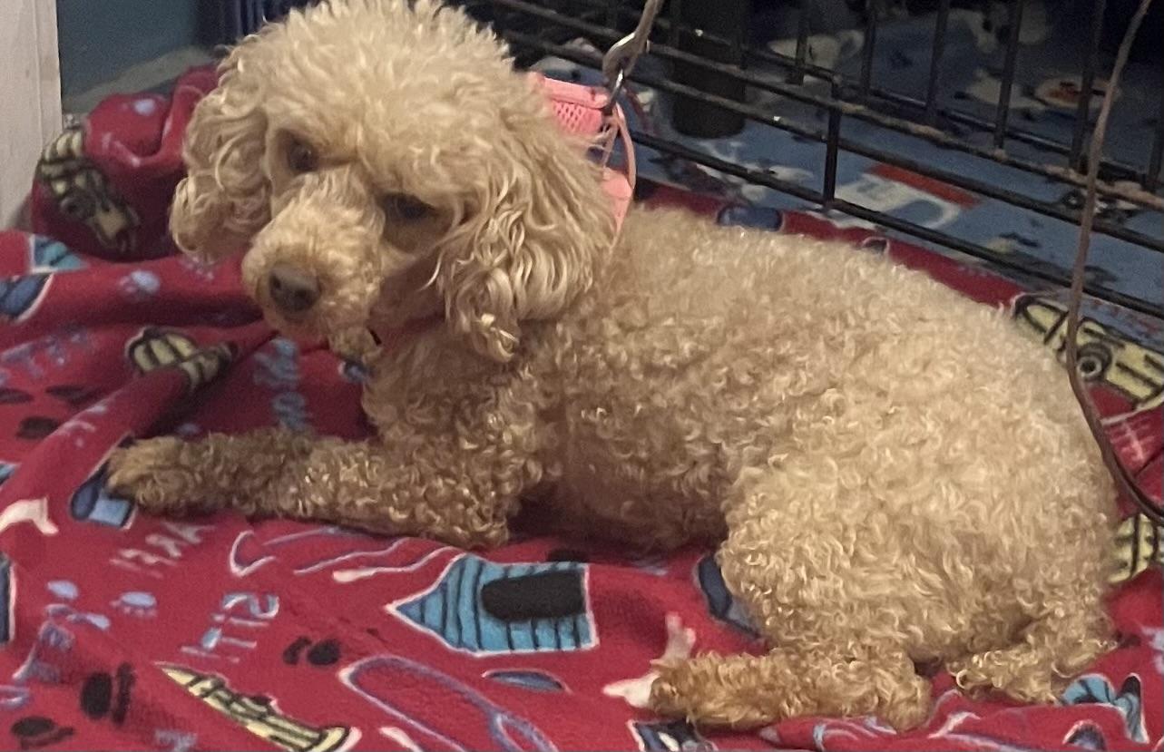 Enlarge Sophie, a ADOPTABLE Poodle in Overland Park, KS image 3/4