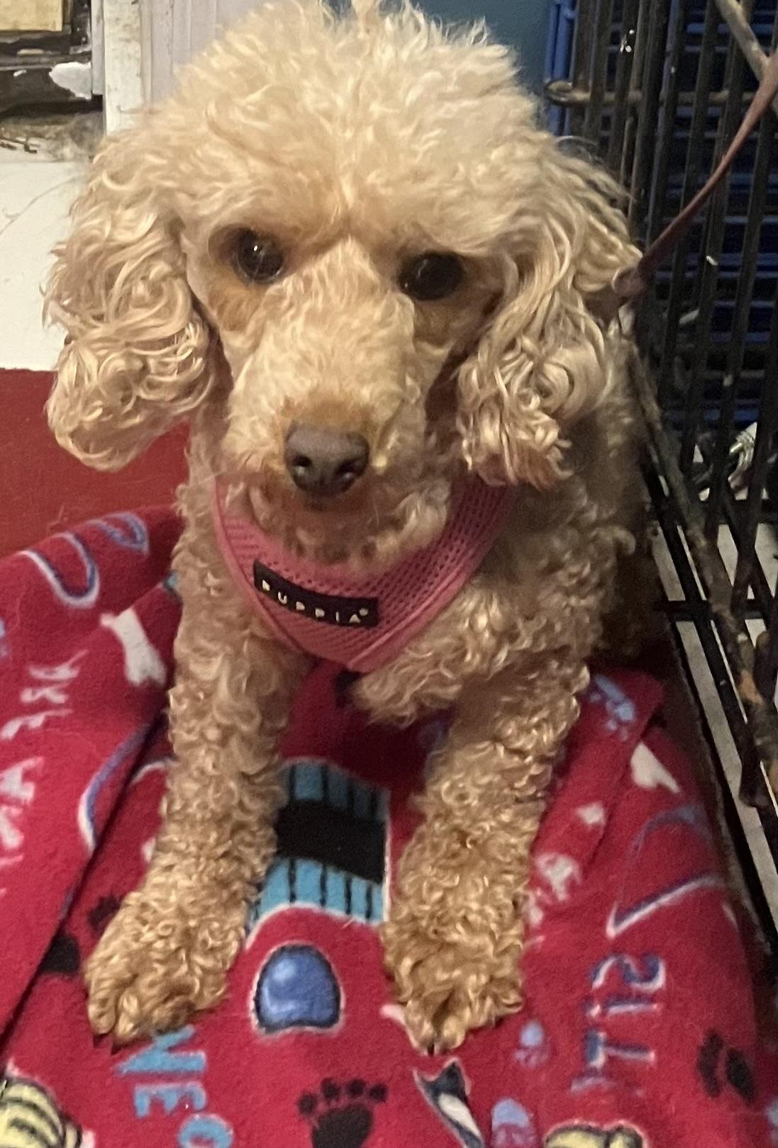 Enlarge Sophie, a ADOPTABLE Poodle in Overland Park, KS image 2/4