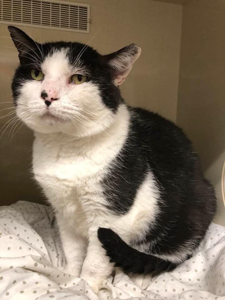 Woody, Adoptable, Senior Male Domestic Short Hair.