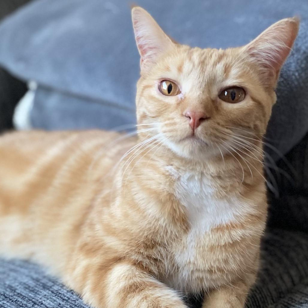 Sharon, Adoptable, Young Female Domestic Short Hair.
