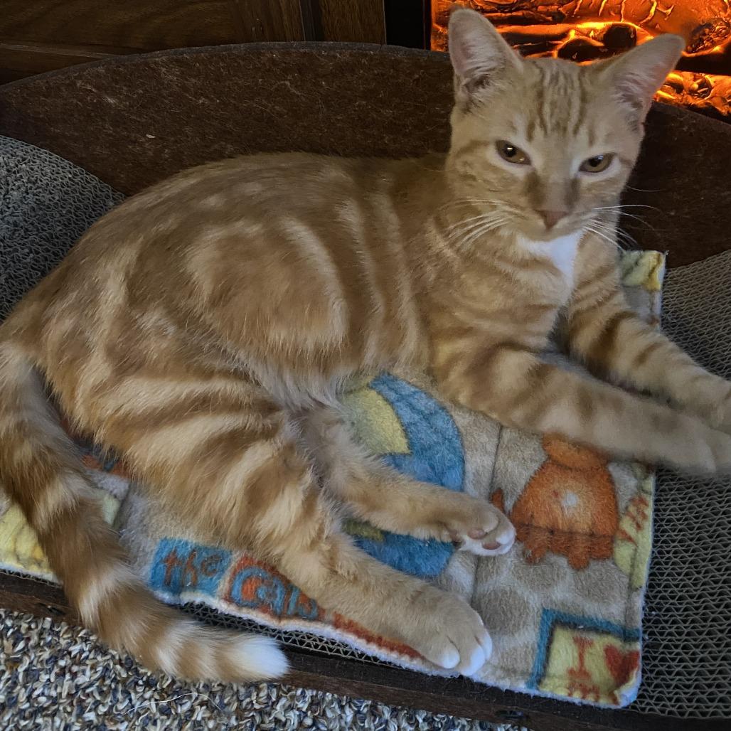 Enlarge Sharon, a Adoptable Domestic Short Hair in Traverse City, MI image 2/6