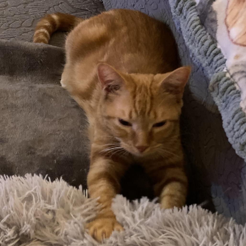 Enlarge Sharon, a Adoptable Domestic Short Hair in Traverse City, MI image 3/6