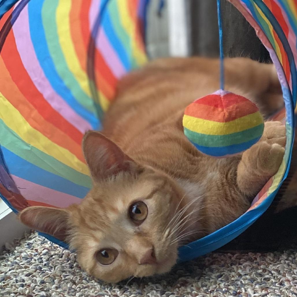 Enlarge Sharon, a Adoptable Domestic Short Hair in Traverse City, MI image 4/6