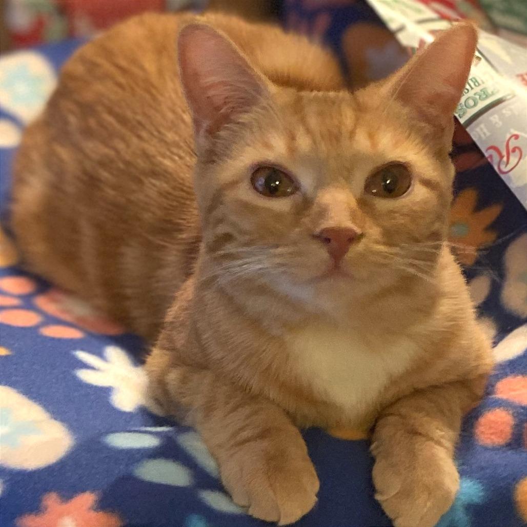 Enlarge Sharon, a Adoptable Domestic Short Hair in Traverse City, MI image 5/6