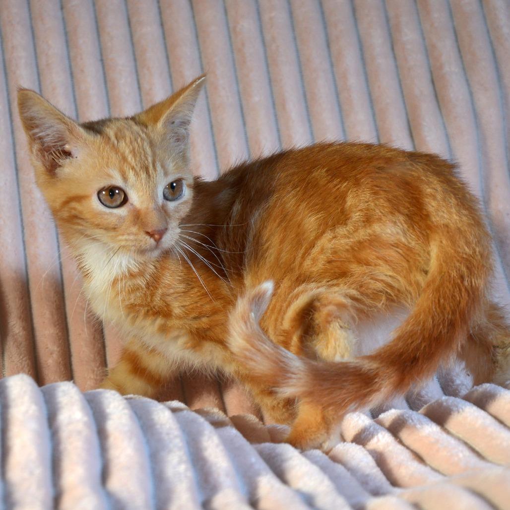 Enlarge Sharon, a Adoptable Domestic Short Hair in Traverse City, MI image 6/6