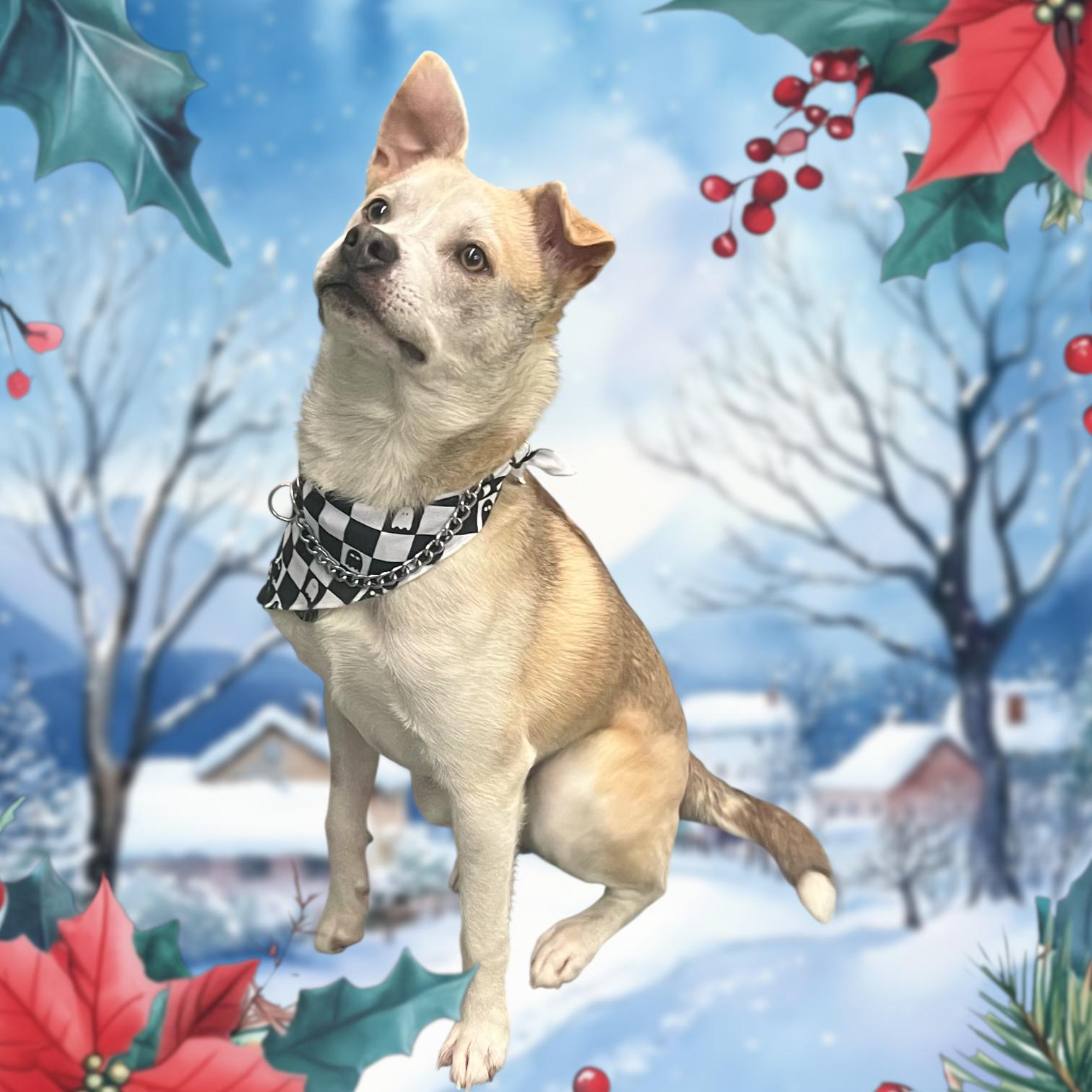 Krypto, an adoptable Chihuahua, American Staffordshire Terrier in Soldotna, AK, 99669 | Photo Image 5