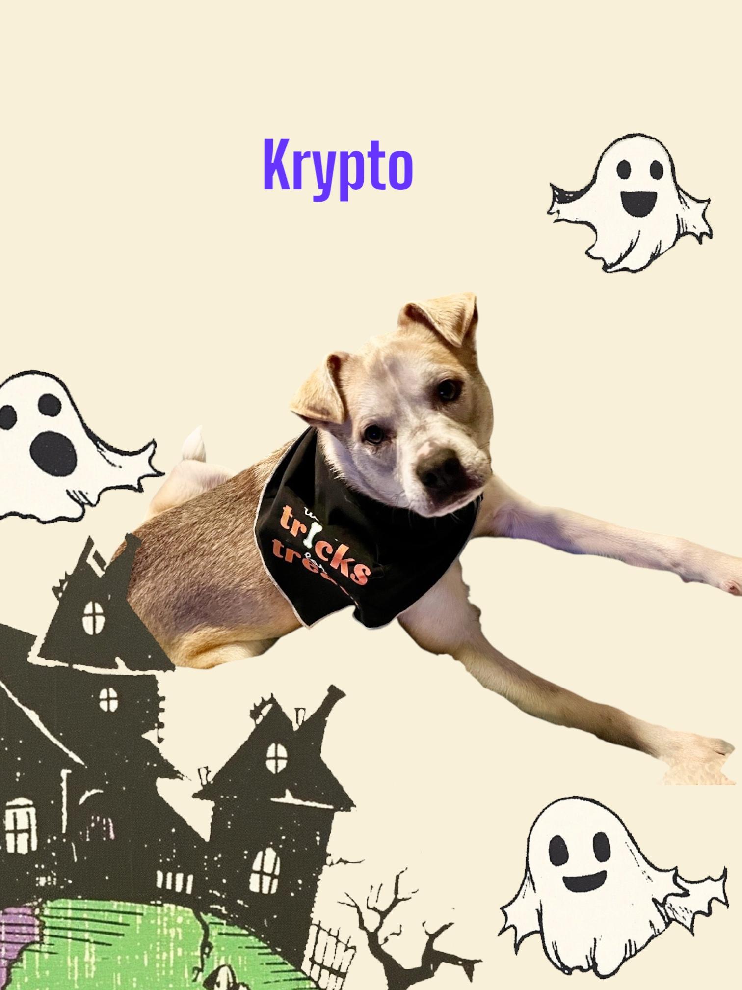 Krypto, a Adoptable mixed breed in Soldotna, AK image 4/5