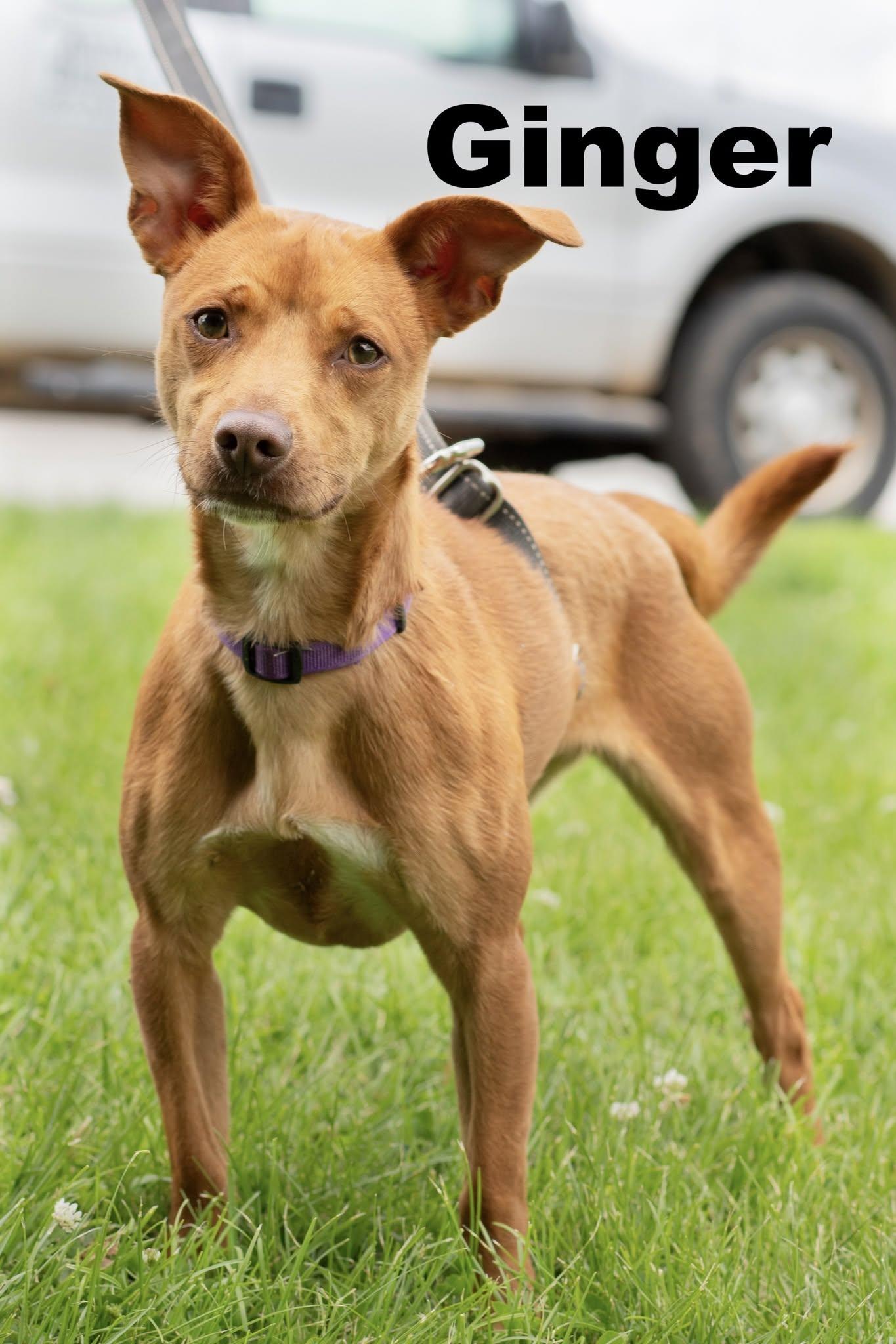 Ginger, adopted, Puppy Female Chihuahua.