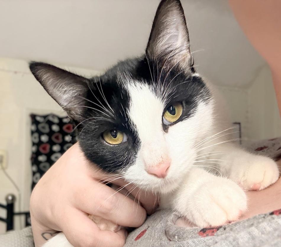 Enlarge Checkers and Dapple (bonded sister kittens, reduced adoption fee), a Adoptable Domestic Short Hair in Melrose, MA image 4/6