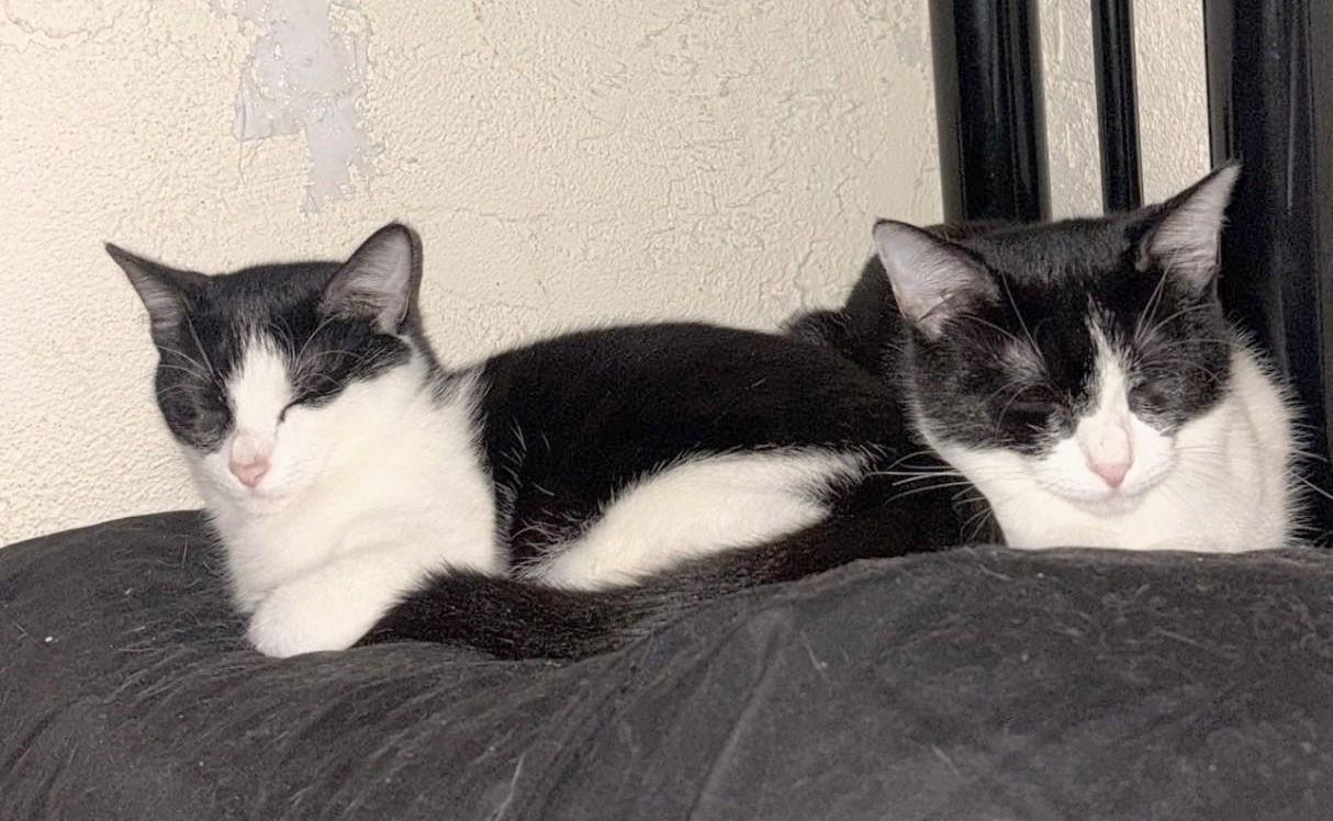 Enlarge Checkers and Dapple (bonded sister kittens, reduced adoption fee), a Adoptable Domestic Short Hair in Melrose, MA image 3/6
